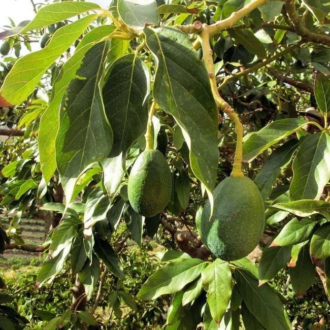 avocado-img