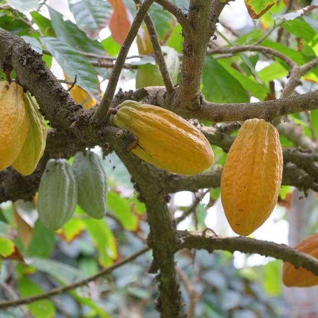 cacao-img