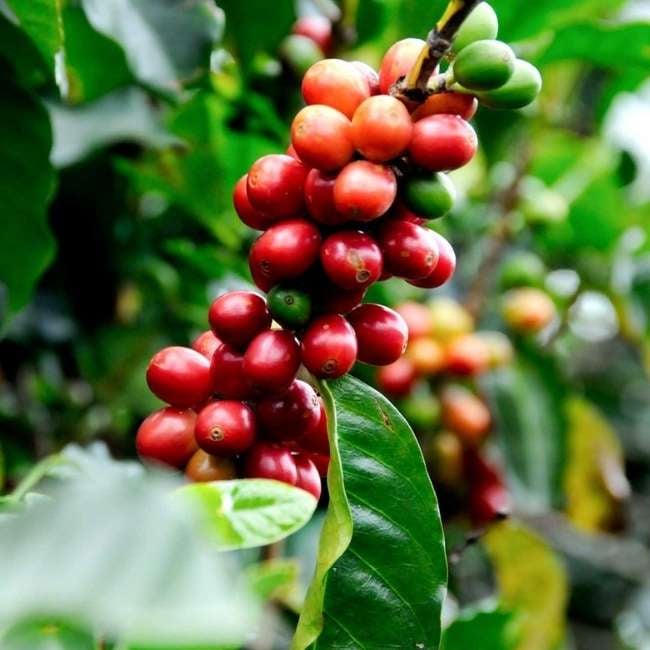 coffee-img-1