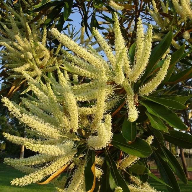 grevillea-img