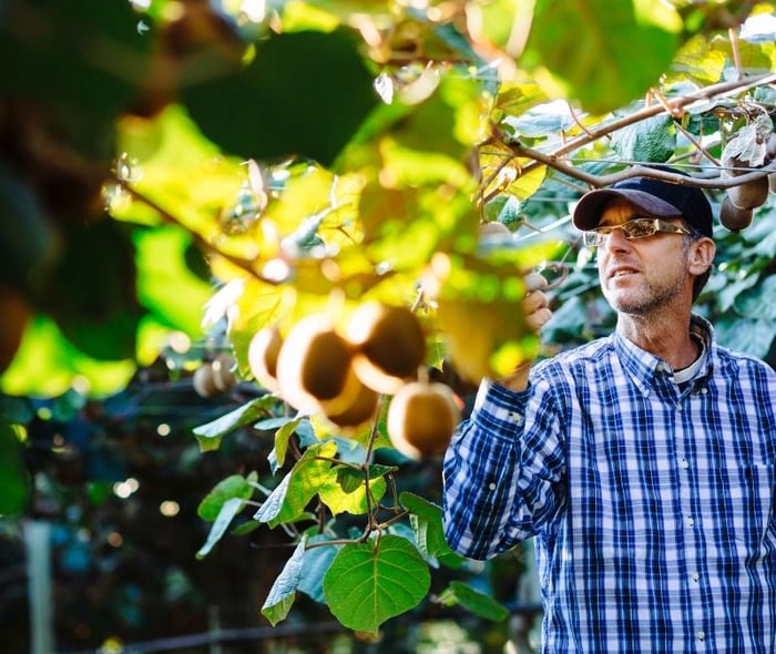 kiwi-farmer-fresh-fruit