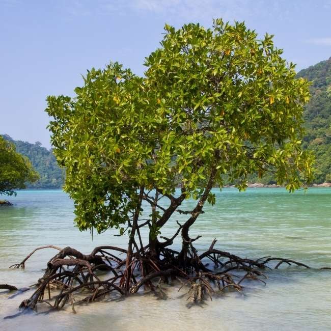 mangrove