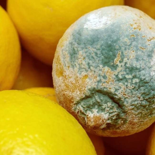 refrigerated-containers-cargo-damage