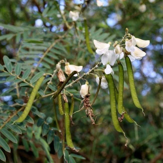 tephrosia-img